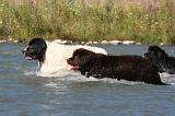 TERRE NEUVE & LANDSEER 090